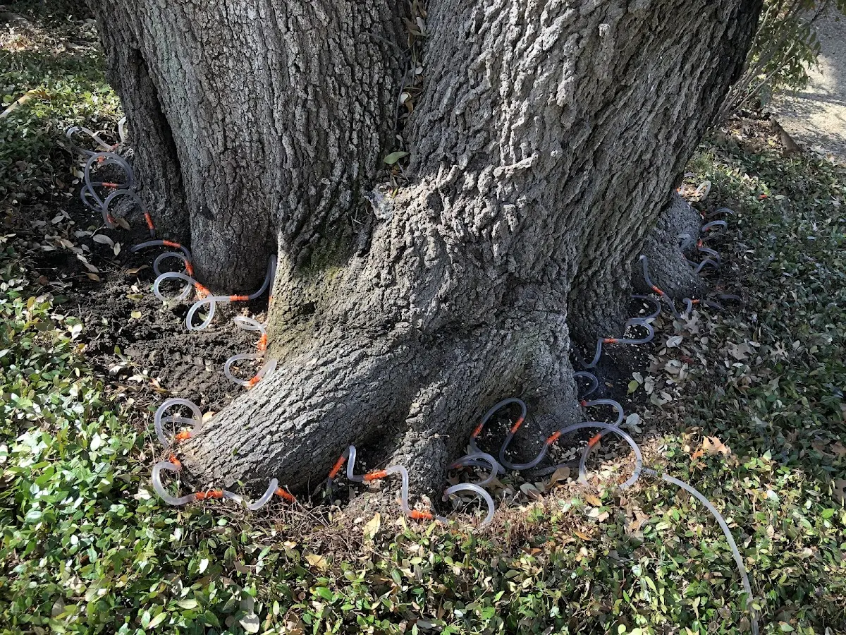 Detailed Tree Cabling and Bracing job site in Fair Oaks