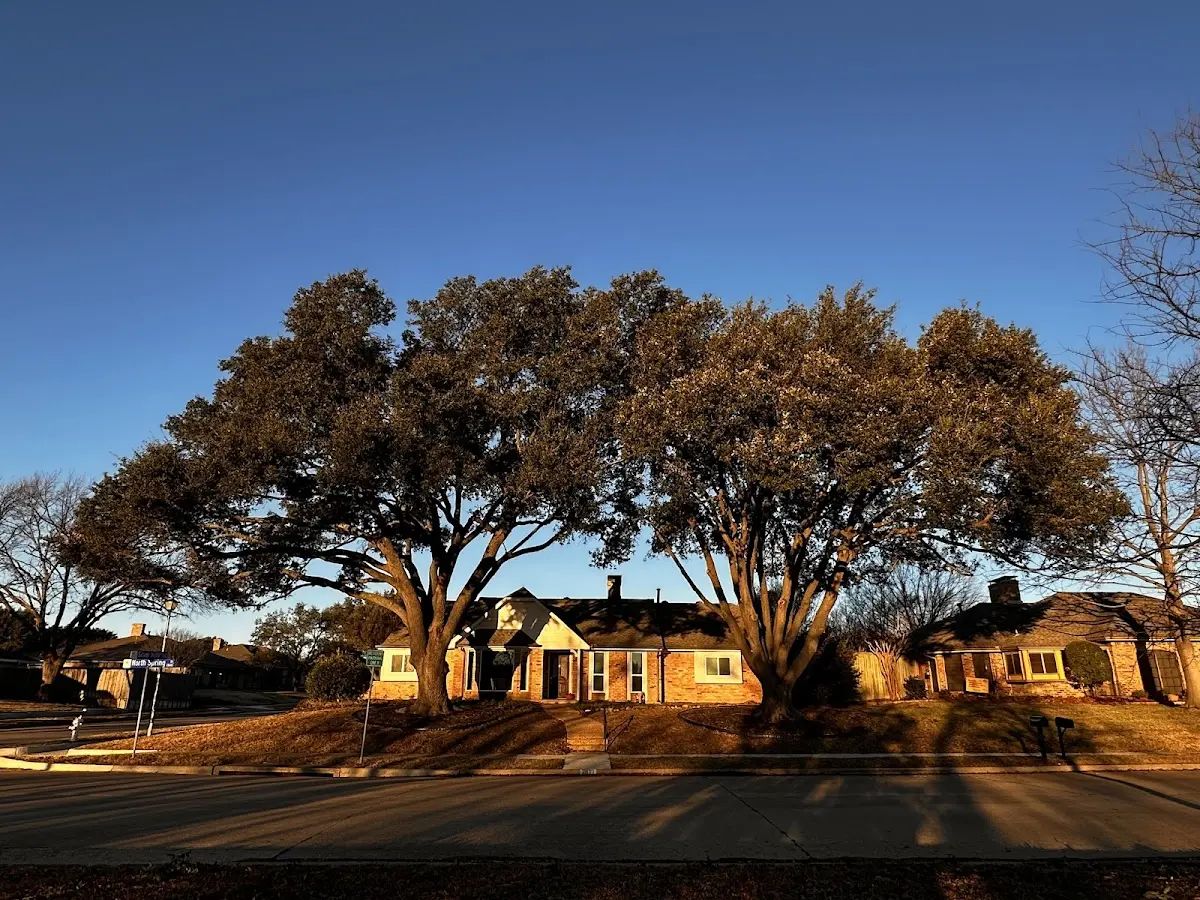 Established residential canopy tree shading a home in Fair Oaks
